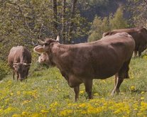 Cheese with the Bud: organic from the field to the plate